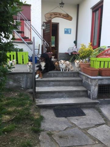 B&B Il Tempo Del Sogno Con Cani E Gatti Pet&Breakfast Бавено Экстерьер фото