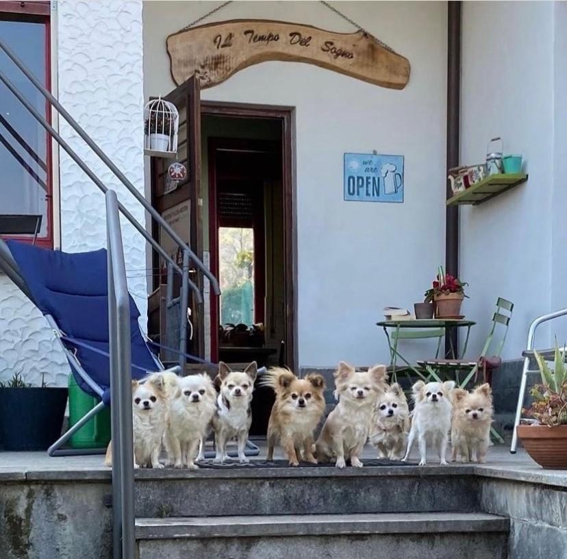 B&B Il Tempo Del Sogno Con Cani E Gatti Pet&Breakfast Бавено Экстерьер фото